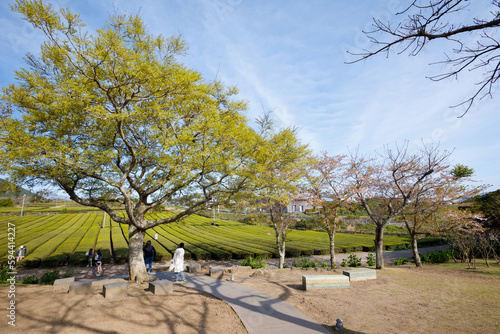  Korean people and foreign travelers travel visit and select buy cuisine drink from food truck in O sulloc Tea Museum of Seogwang garden park at Jeju do