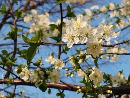 Closeup of fresh white blossoms of prunus cerasifera (myrobalan plum) tree in the sunlight in spring