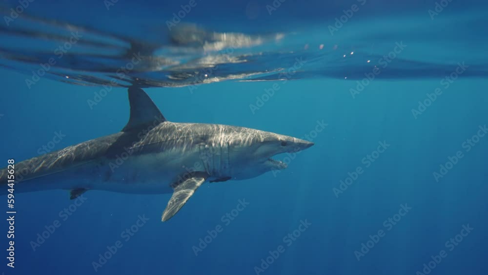 Close-up of great white shark mako swimming underwater in front of camera in a school of fish off the coast of Guadeloupe, Mexico. Carcharodon carcharias, or white shark. Most predator shark in ocean.