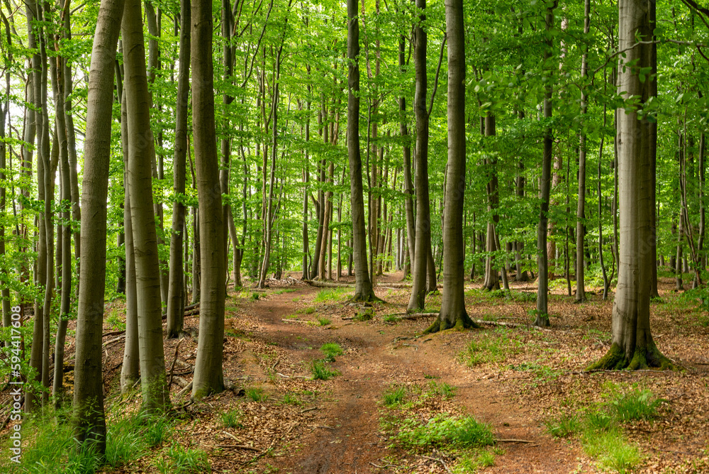 Forest path through a lush green beech forest in spring, Süntel, Weserbergland, Germany Forest path through a lush green beech forest in spring, Süntel, Weserbergland, Germany