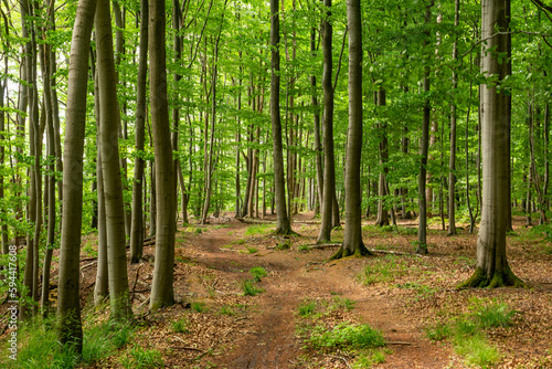 Forest path through a lush green beech forest in spring, Süntel, Weserbergland, Germany © teddiviscious