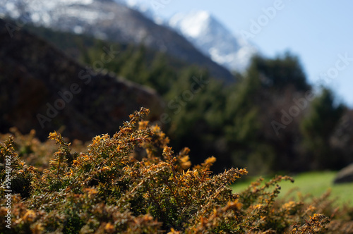Alamedin river gorge spring mountain landscape