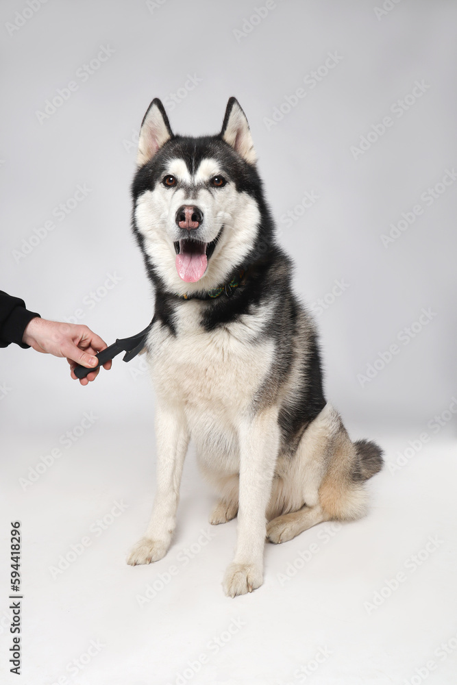 Black Siberian Husky boy being brushed with a brush on a white background. Grooming