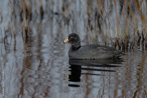 Schilderij op canvas American coot (Fulica americana) Searching for Food
