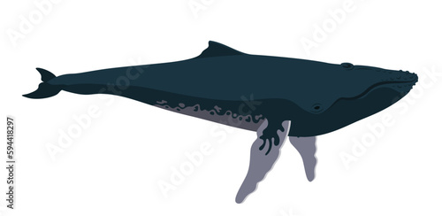 Vector illustration of a whale, humpback whale isolated on a white background. Marine Mammal in the north pole. photo