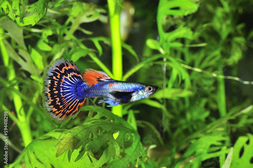 Eye level view of a male elephant ear guppy fish swimming among green plants photo