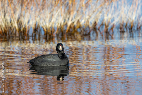 Foto American coot (Fulica americana) Searching for Food