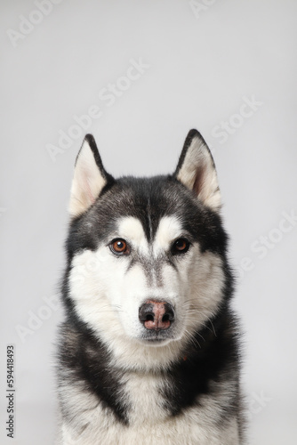 Fototapeta Naklejka Na Ścianę i Meble -  A black Siberian Husky boy is sitting on a white background. Portrait