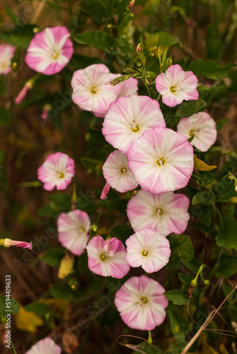 Cluster of pink blooming field bindweed (Convolvulus arvensis) growing on the edge of an agricultural field