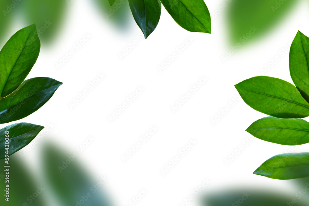 Green leaf nature on isolated transparent background Green leaf nature on isolated transparent background