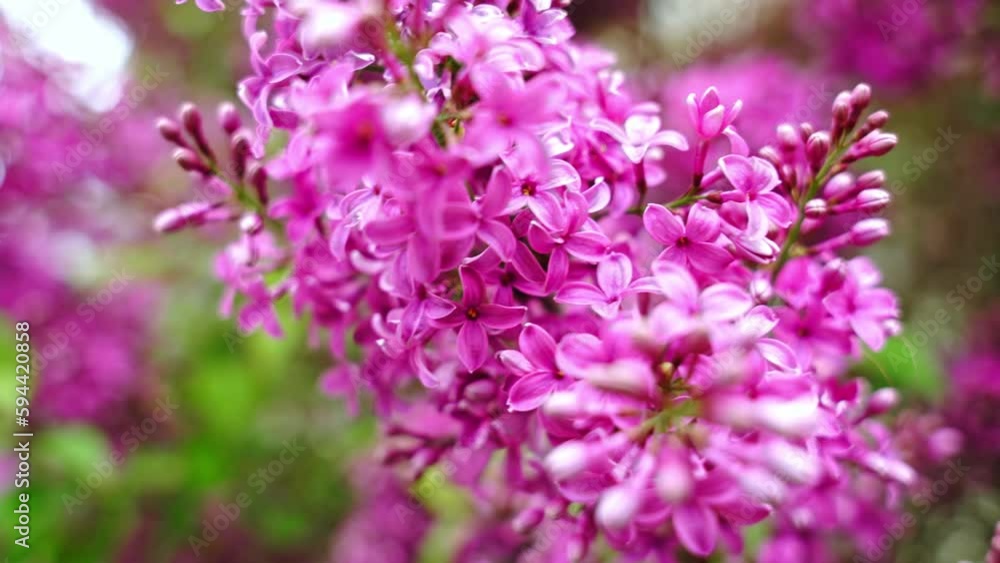Lilac flowers bunch background. Fresh purple or violet, lilac spring flowers blooming with cute pastel violet tiny flowers Lilac flowers bunch background. Fresh purple or violet, lilac spring flowers blooming with cute pastel violet tiny flowers