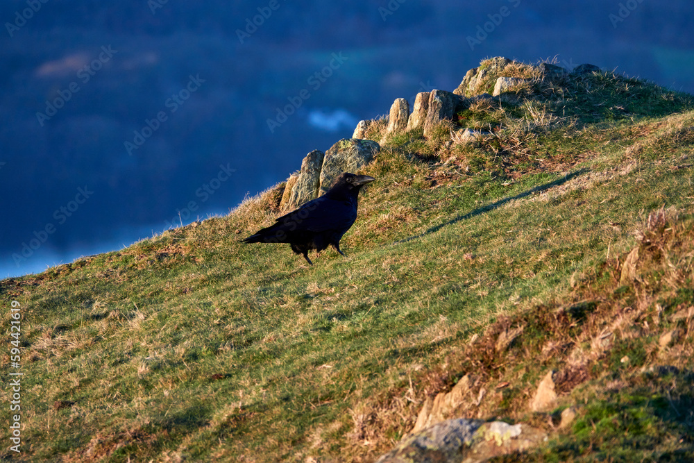 Birds and atmospheric views of Lake District, the UK, December 2023