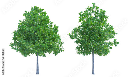Fototapeta Naklejka Na Ścianę i Meble -  Sweetgum Tree png alpha channel set