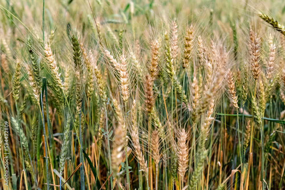 Beautiful green and golden yellow wheat field in sunlight. Agricultural background. Shallow focus. Macro. Close up.