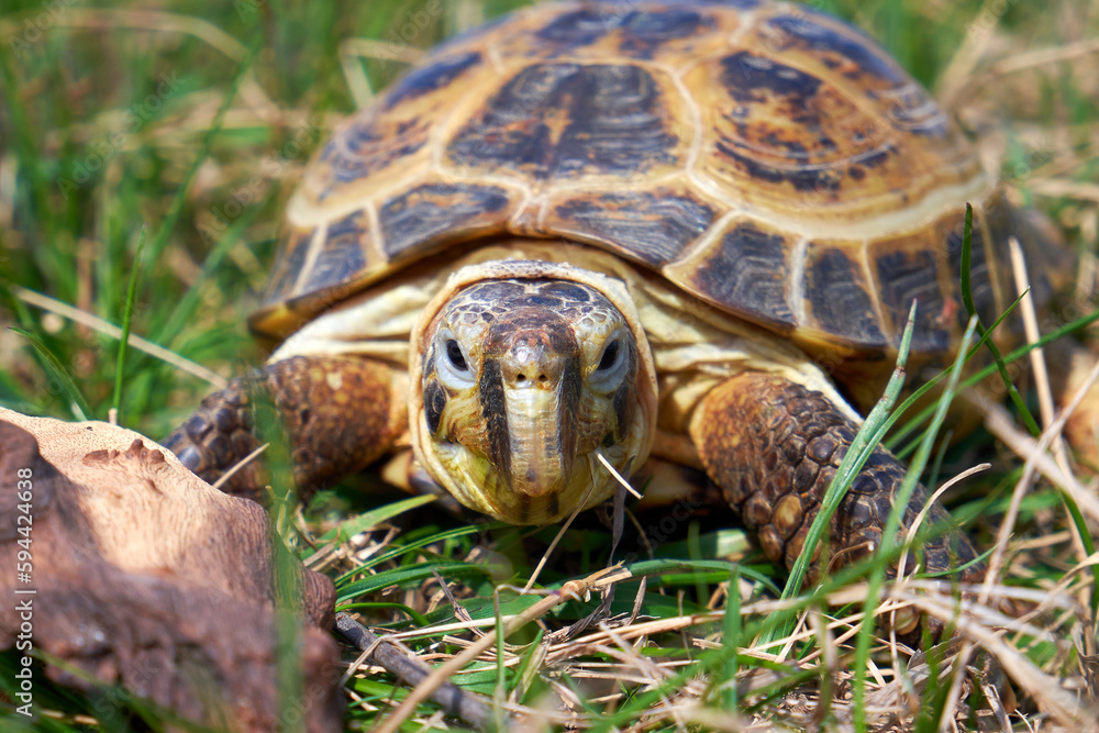 Russian tortoise in green grass close up Russian tortoise in green grass close up