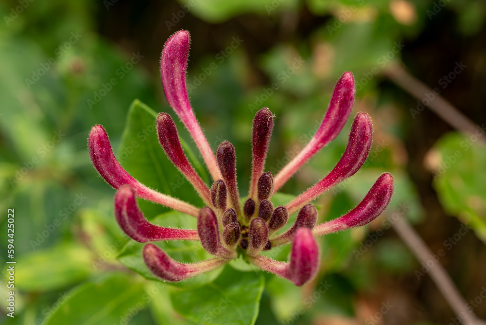 Beautiful macro shot of the pink flowering inflorescence of a common honeysuckle (Lonicera periclymenum) growing in a forest Beautiful macro shot of the pink flowering inflorescence of a common honeysuckle (Lonicera periclymenum) growing in a forest