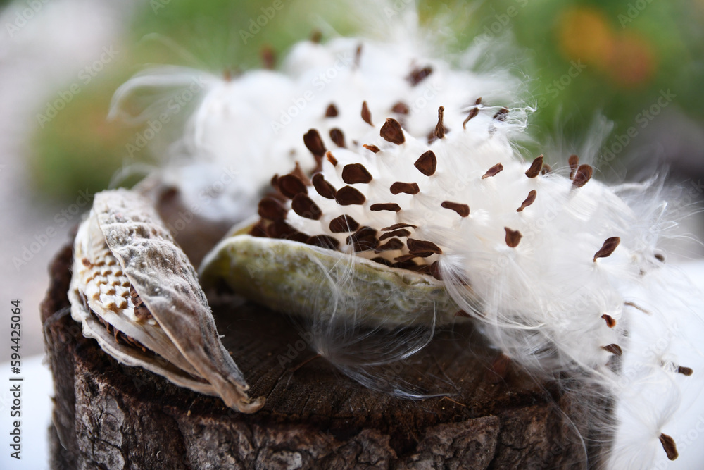 Obraz premium Soft White Plant