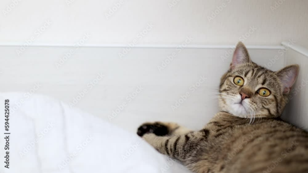 cat kitty sitting on bed blanket playing with dangling soft gray ball.tabby cat relax on sheets in bedroom playful muzzle face,portrait close up.owner woman girl hand petting domestic pet.home indoor