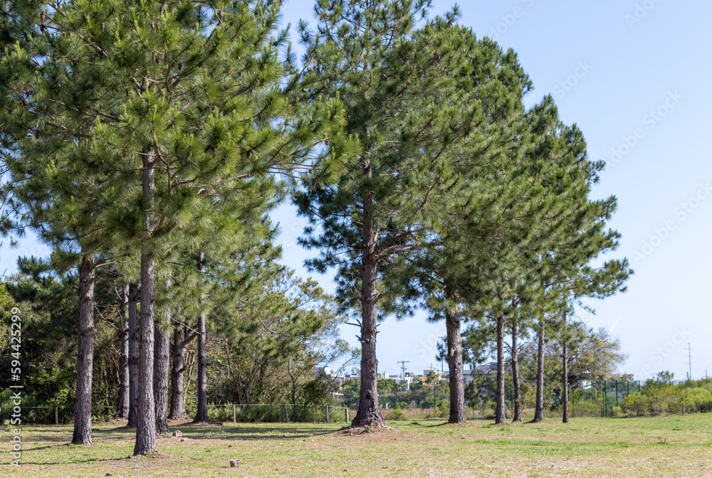 Photograph recorded at the Nautical Park - Lagoa dos Quadros in Capão da Canoa in Rio Grande do Sul, Brazil. Photograph recorded at the Nautical Park - Lagoa dos Quadros in Capão da Canoa in Rio Grande do Sul, Brazil.