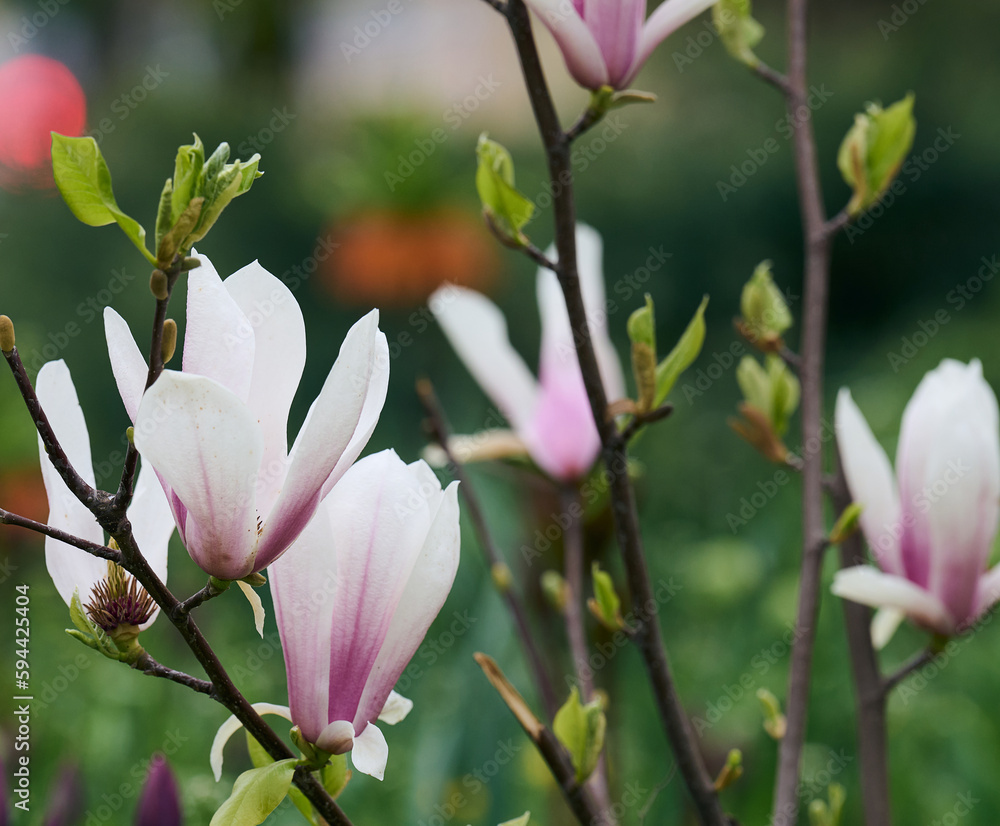 Bush with white magnolias in the park, spring day Bush with white magnolias in the park, spring day
