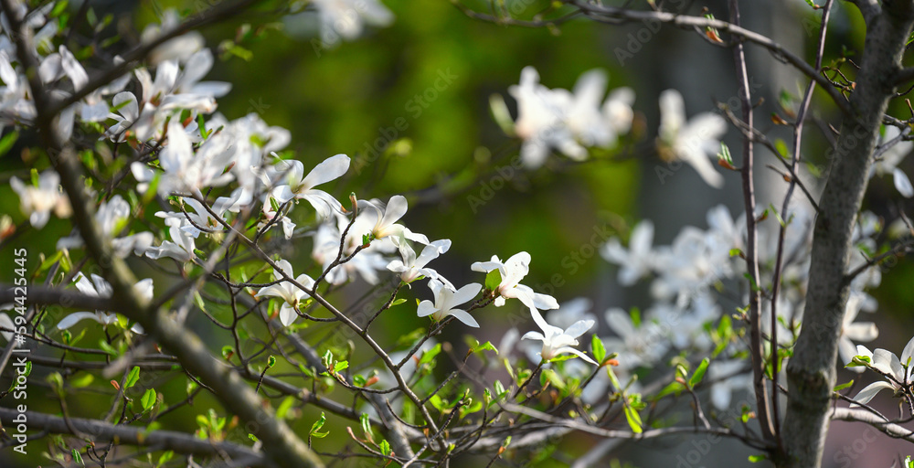 Bush with white magnolias in the park, spring day
