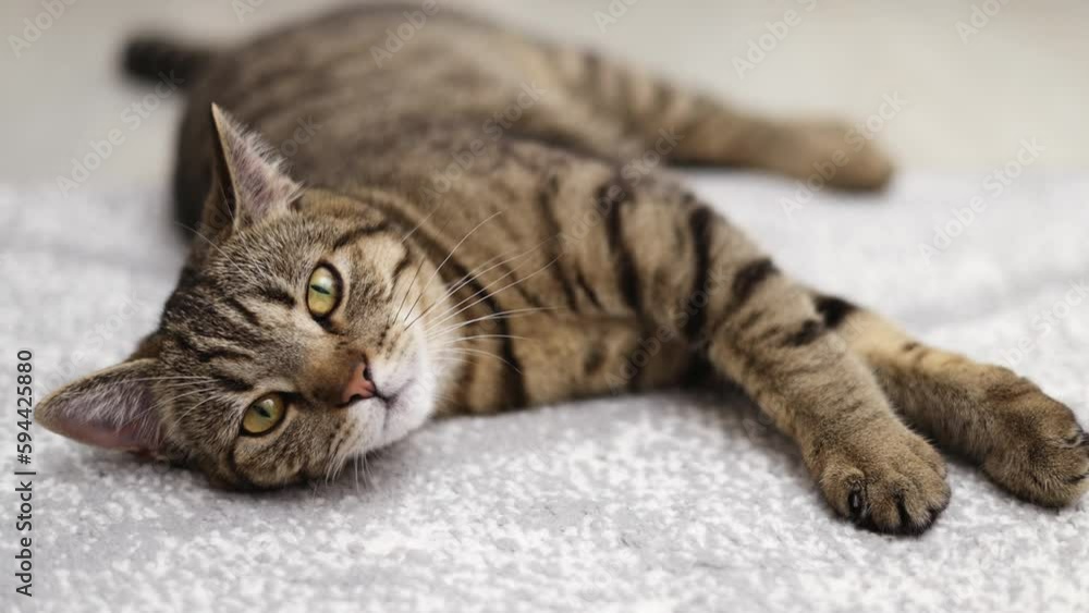 adorable tabby cat lying on floor gray carpet relax falling asleep.cute domestic pet with yellow eyes stretching the paws,close eyes.nap time adorable tabby cat lying on floor gray carpet relax falling asleep.cute domestic pet with yellow eyes stretching the paws,close eyes.nap time