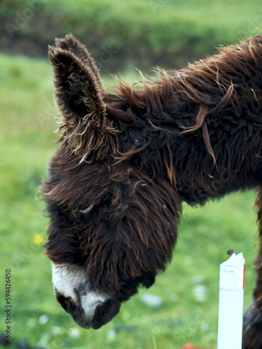 Long haired donkey in the Andes, Ecuador