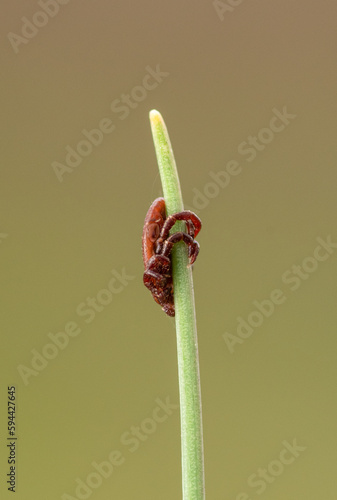 tick season, sheep tick (Ixodes ricinus)  on the grass