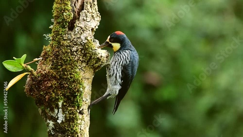 Acorn Woodpecker feeding on a tree trunk