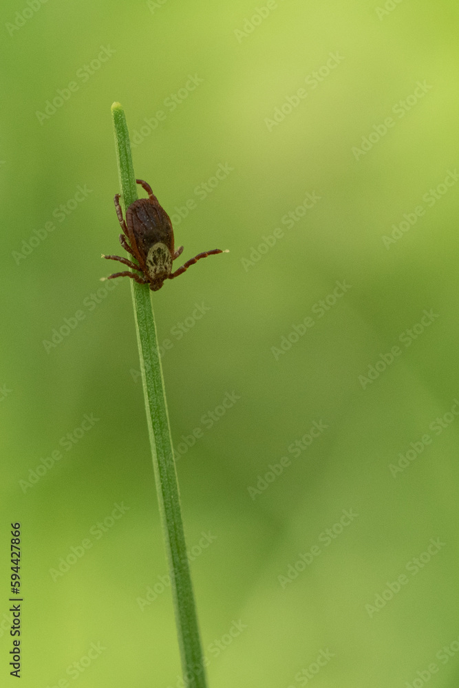 tick season, sheep tick (Ixodes ricinus) on the grass tick season, sheep tick (Ixodes ricinus) on the grass