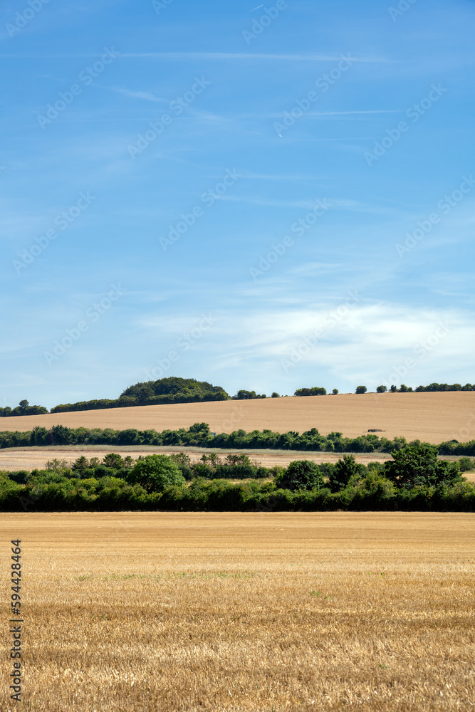 View of cereal fields in Wiltshire on a summer afternoon, England