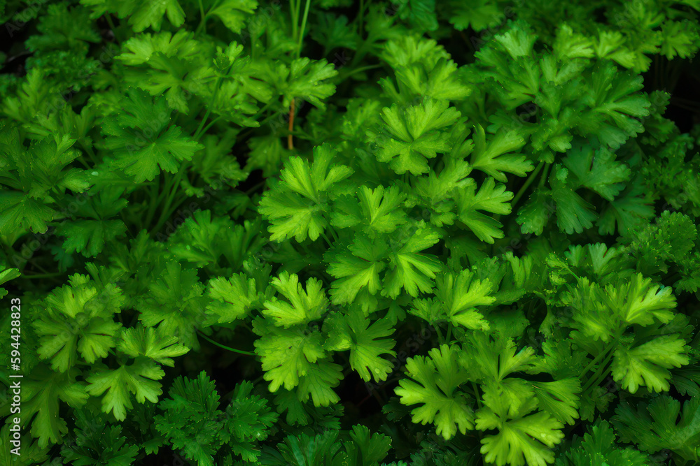 Background parsley leaves. Close-up of organic parsley leaves. Generative AI Background parsley leaves. Close-up of organic parsley leaves. Generative AI