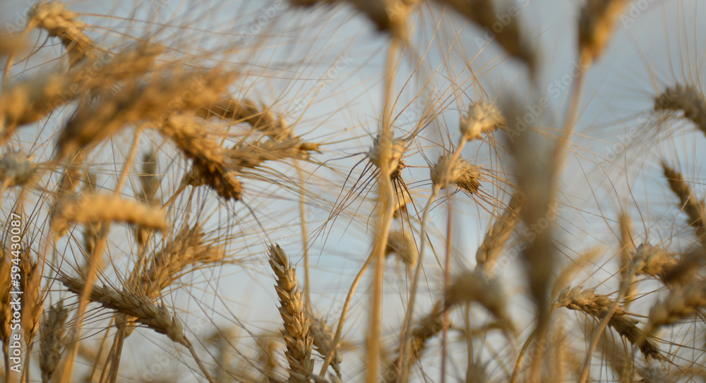 Wheat field. Ears of golden wheat close-up. Rich harvest concept. spikelets of wheat bent under the weight of ripened grain. beauty in nature and a rich harvest of cereals Wheat field. Ears of golden wheat close-up. Rich harvest concept. spikelets of wheat bent under the weight of ripened grain. beauty in nature and a rich harvest of cereals