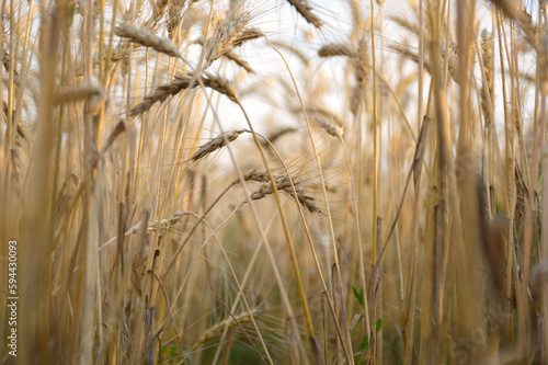 Wheat field. Ears of golden wheat close-up. Rich harvest concept. spikelets of wheat bent under the weight of ripened grain. beauty in nature and a rich harvest of cereals