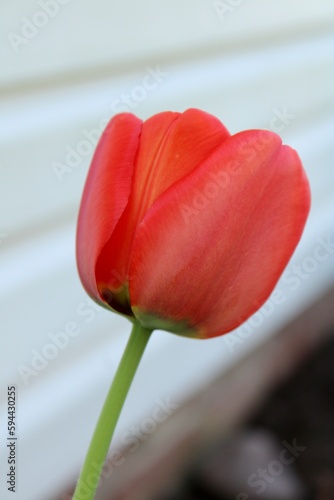 red tulip