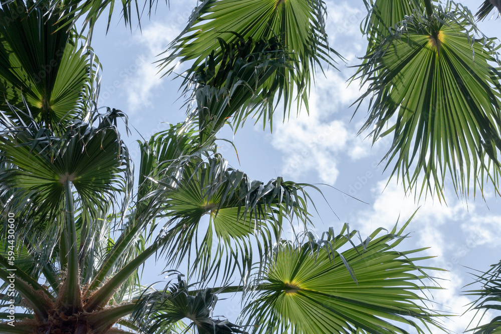 Fototapeta premium palms against blue sky