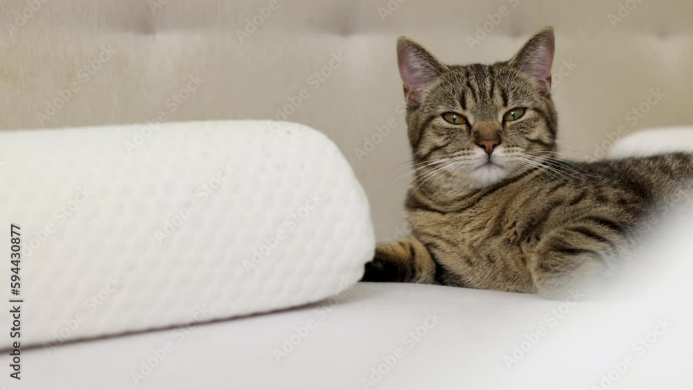 tabby cat sitting on bed blanket grooming cleaning itself,yawning or sleeping.beautiful kitty female domestic pet in bedroom on sheets,curtains pillow in background.close up face animal paw,groom lick tabby cat sitting on bed blanket grooming cleaning itself,yawning or sleeping.beautiful kitty female domestic pet in bedroom on sheets,curtains pillow in background.close up face animal paw,groom lick
