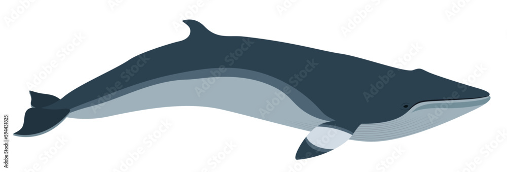 Fototapeta premium Vector illustration of a little rorcal, a whale living in the north. Isolated on a white background
