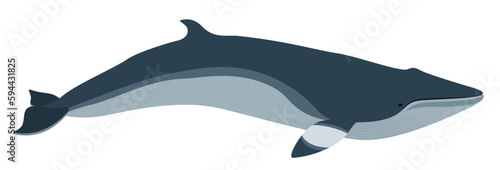 Vector illustration of a little rorcal, a whale living in the north. Isolated on a white background