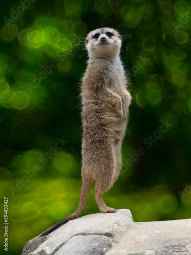 Photography meerkat stands on its hind legs against on a green background