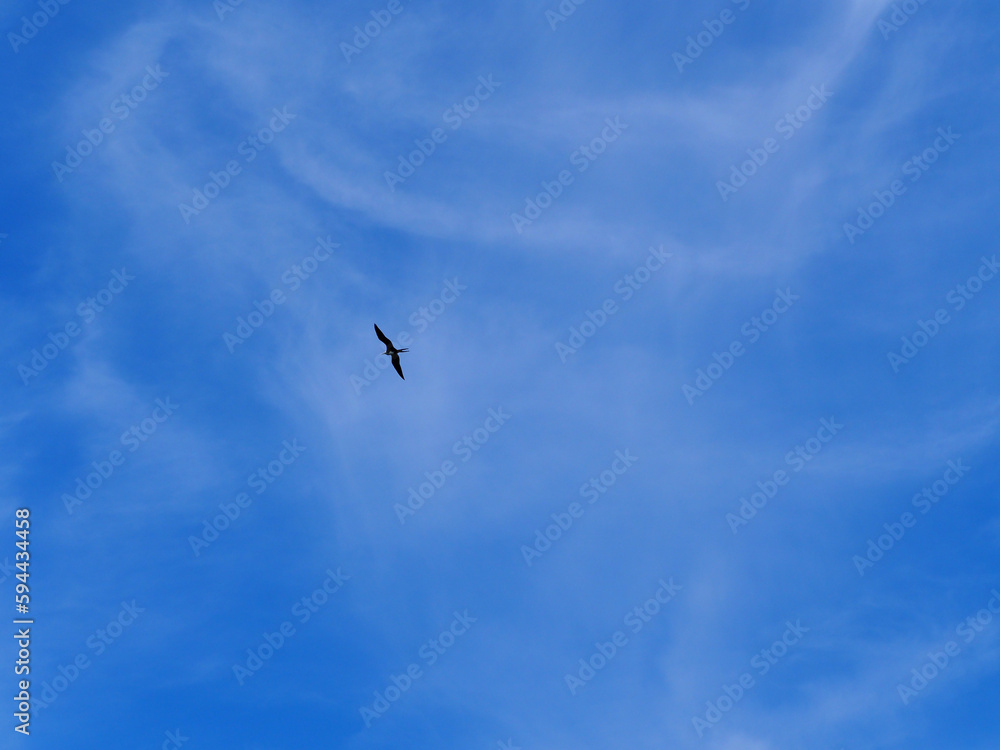 Large frigate bird flying against a slightly clouded sky in Ecuador