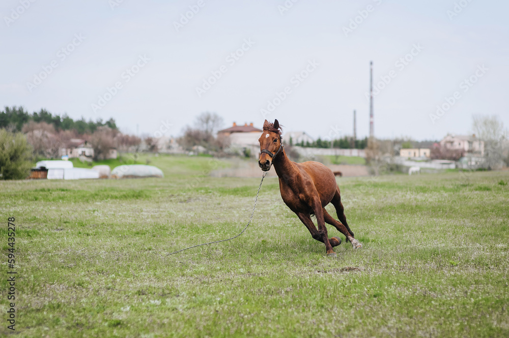 Fototapeta premium A beautiful young fast brown horse runs in a meadow with green grass in a pasture. Photo of an animal.