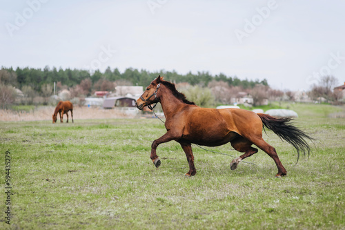 A beautiful young fast strong brown horse runs in a meadow with green grass in a pasture, nature. Animal photography, portrait.