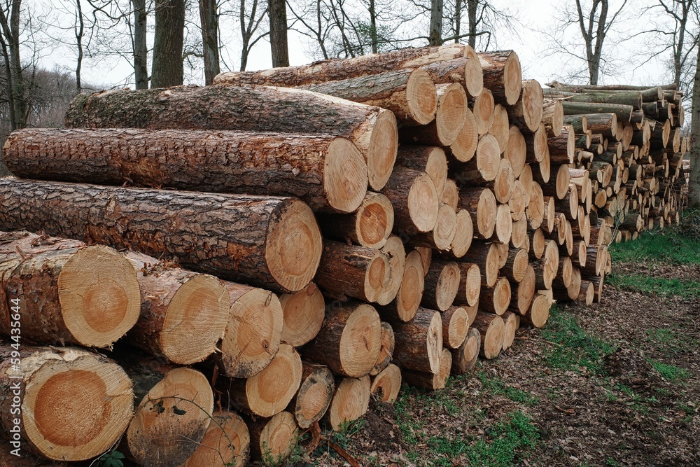 Holz Stapel im Wald nach Rodungsarbeiten Holz Stapel im Wald nach Rodungsarbeiten