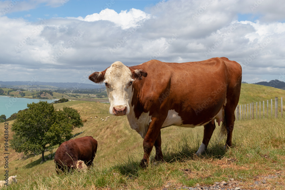 Red cow grazing on sunny picturesque pasture above sea