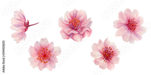 Watercolor spring sakura flowers, japanese cherry. Illustrations of blooming realistic rose petals, flowers, branches, cherry leaves. Elements isolated on white background © el_suhova