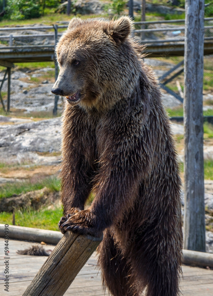 Obraz premium Brown bear