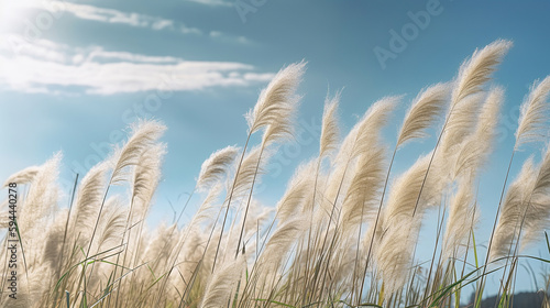 Pampas grass in the sky, Abstract natural background of soft plants Cortaderia selloana moving in the wind. Generative Ai photo