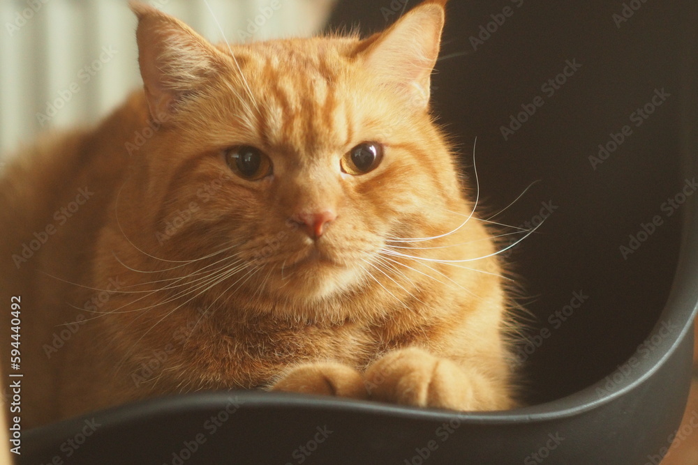 Rudy kot siedzący na czarnym krześle  - obrazy, fototapety, plakaty 