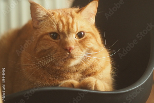 Rudy kot siedzący na czarnym krześle 